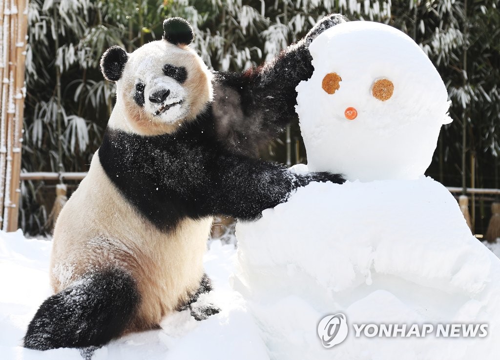 旅韩大熊猫“爱宝”雪地撒欢儿憨态可掬【高清