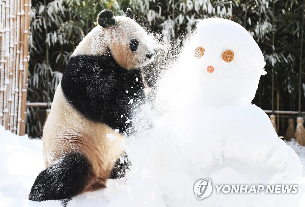 旅韩大熊猫“爱宝”雪地撒欢儿憨态可掬【高清