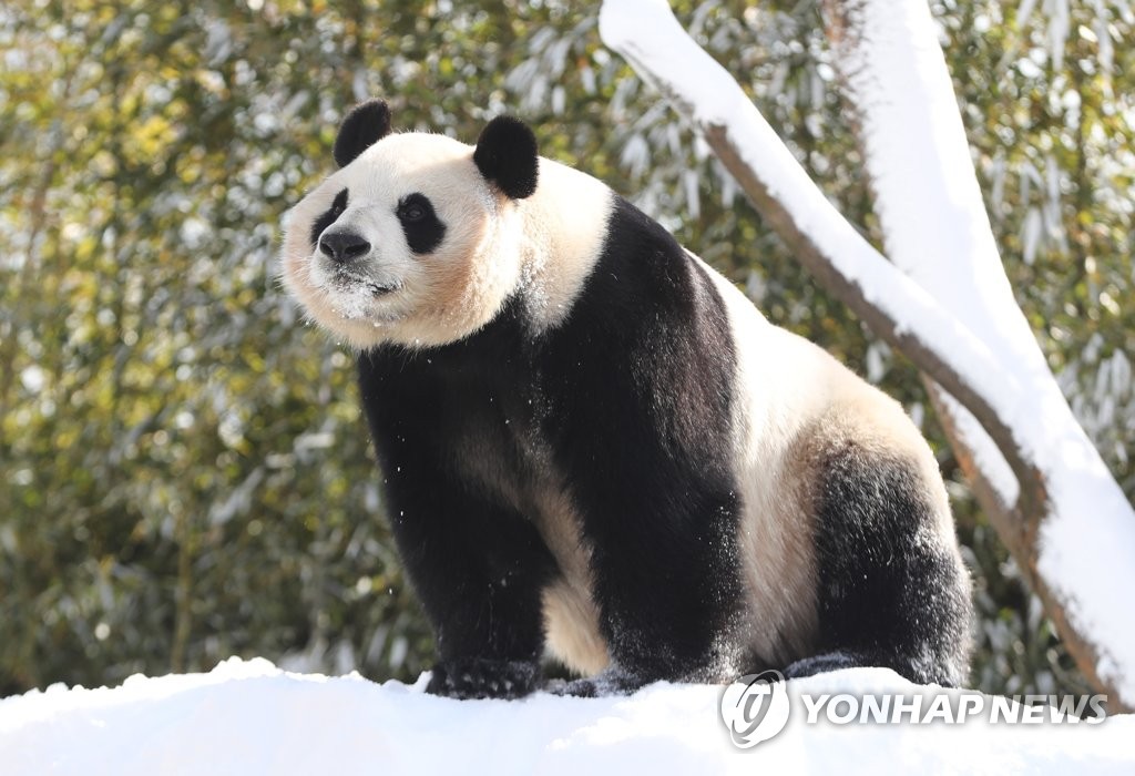 旅韩大熊猫“爱宝”雪地撒欢儿憨态可掬【高清