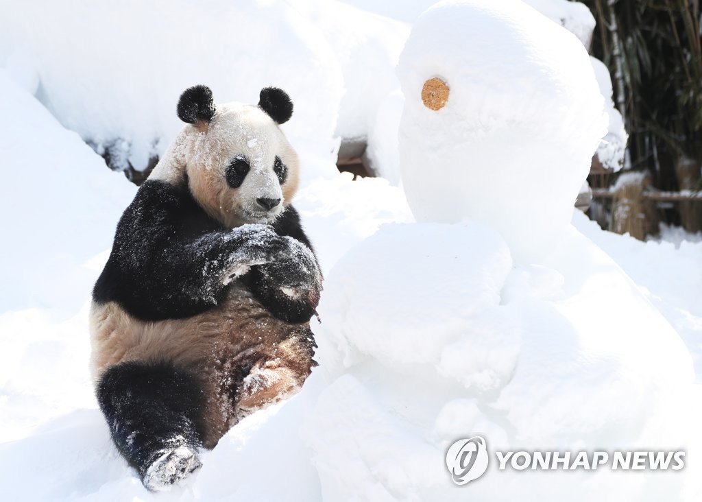 旅韩大熊猫“爱宝”雪地撒欢儿憨态可掬【高清