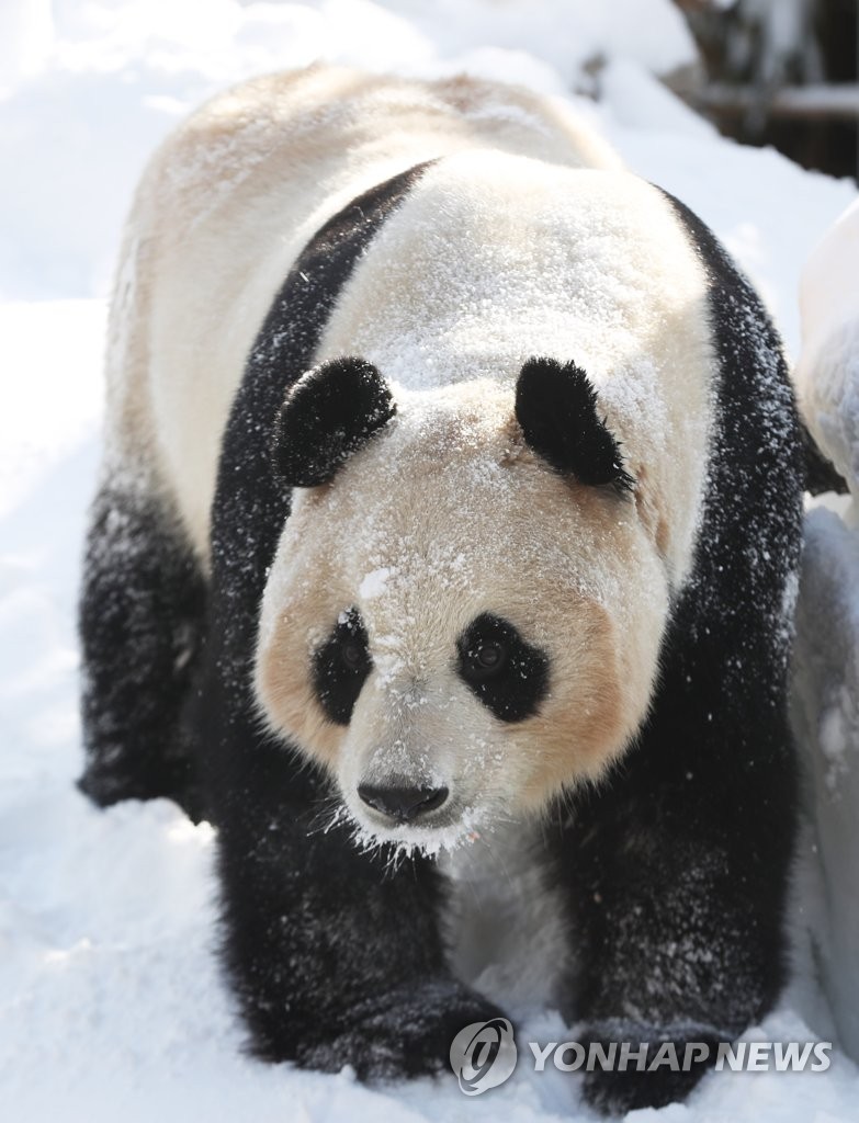旅韩大熊猫“爱宝”雪地撒欢儿憨态可掬【高清