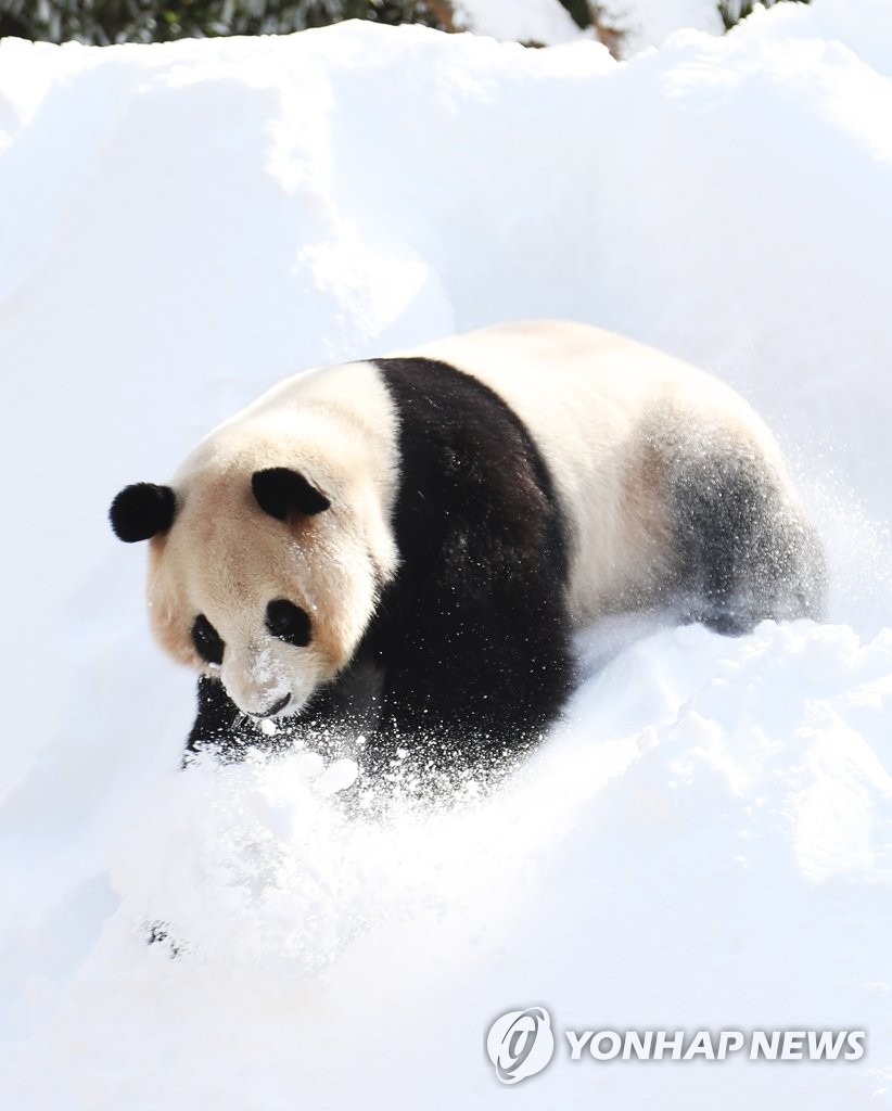 旅韩大熊猫“爱宝”雪地撒欢儿憨态可掬【高清