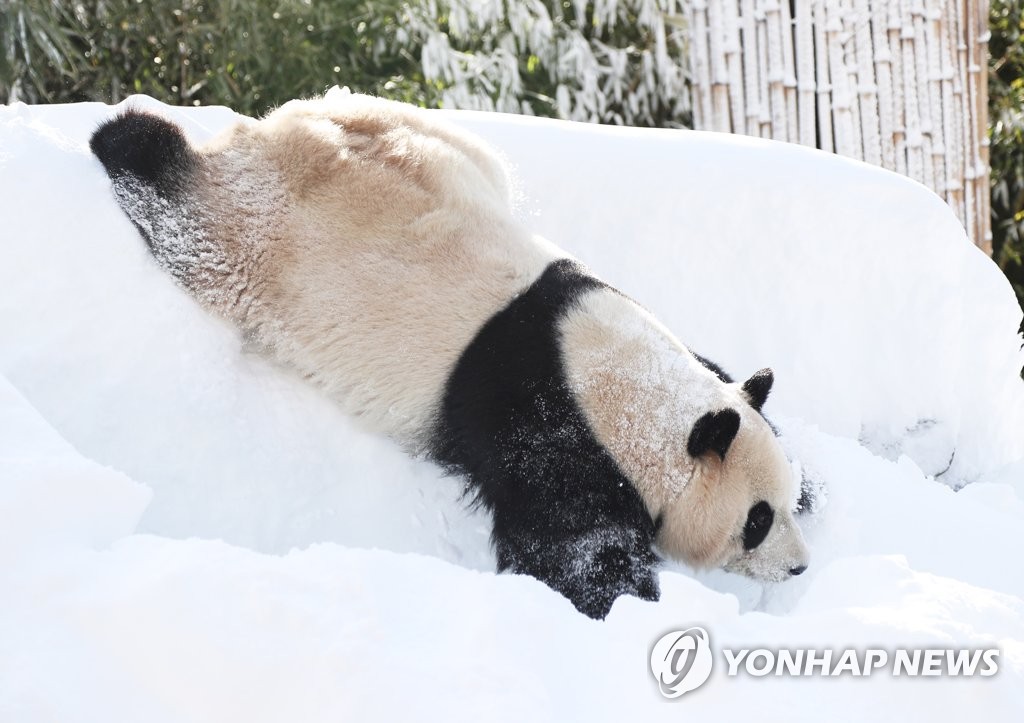 旅韩大熊猫“爱宝”雪地撒欢儿憨态可掬【高清